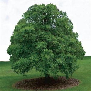 cedar elm