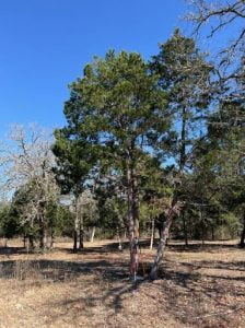 eastern red cedar