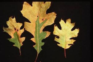 leaf scorch on oak leaf
