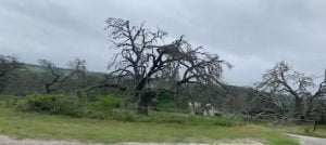 Pattern of mortality, likely in the TX hill country.
