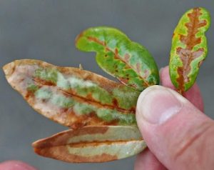 veinal necrosis on an oak leaf