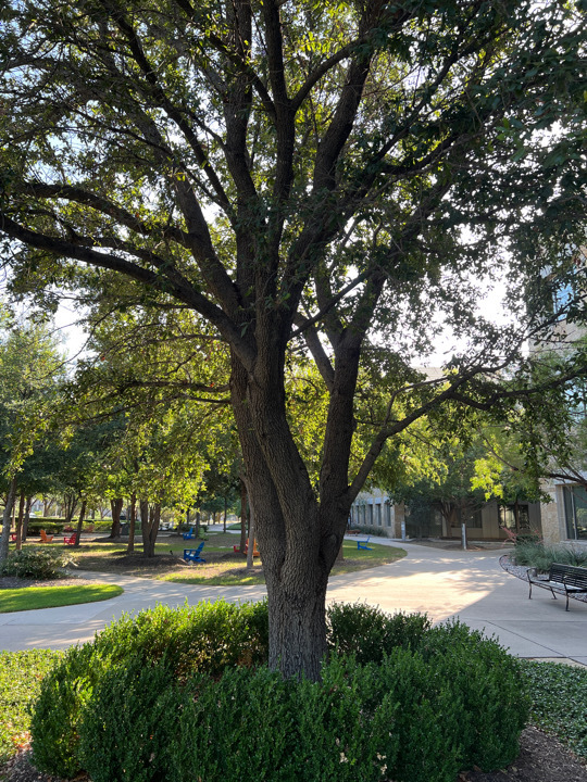 A tree on the campus of Capital One
